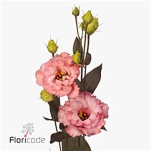 LISIANTHUS ALISSA L APRICOT 70